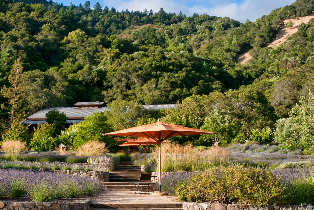 Lavender garden at the Matanzas Creek estate